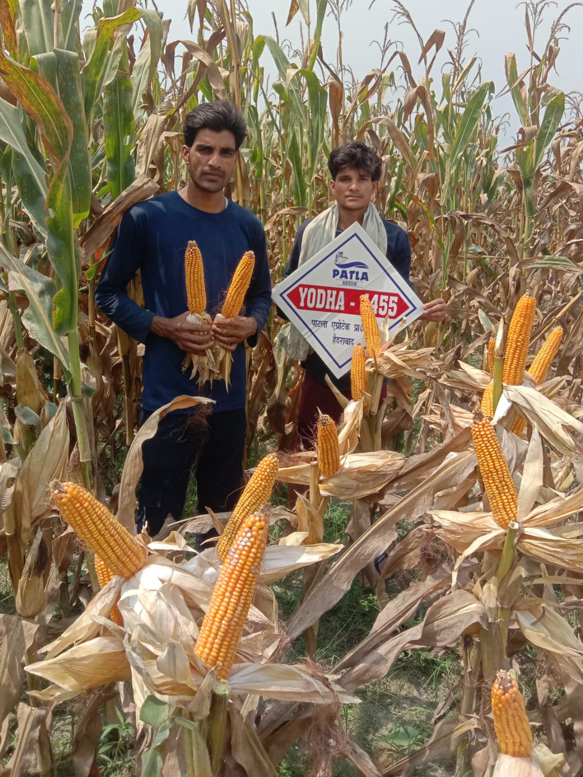 Maize Research Field