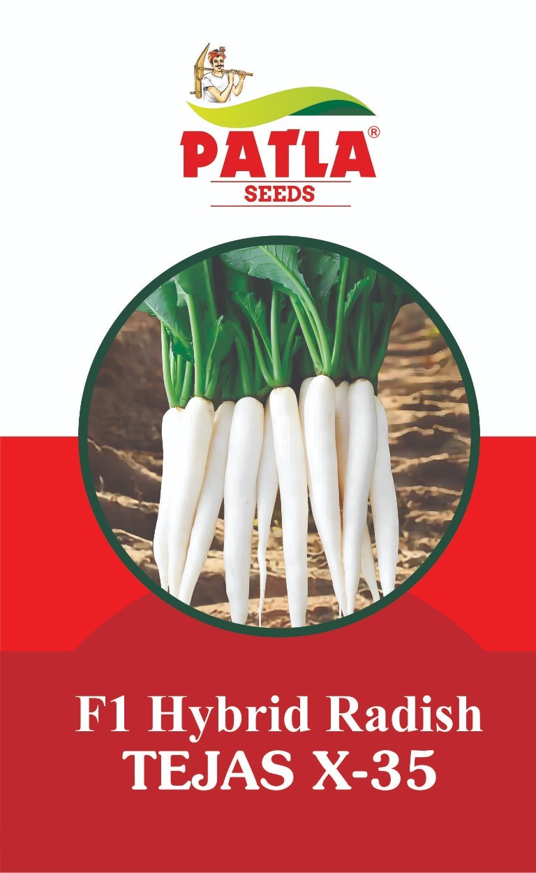 Radish
