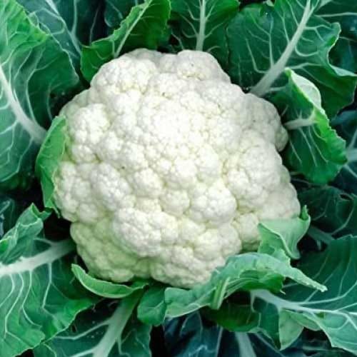 Cauliflower