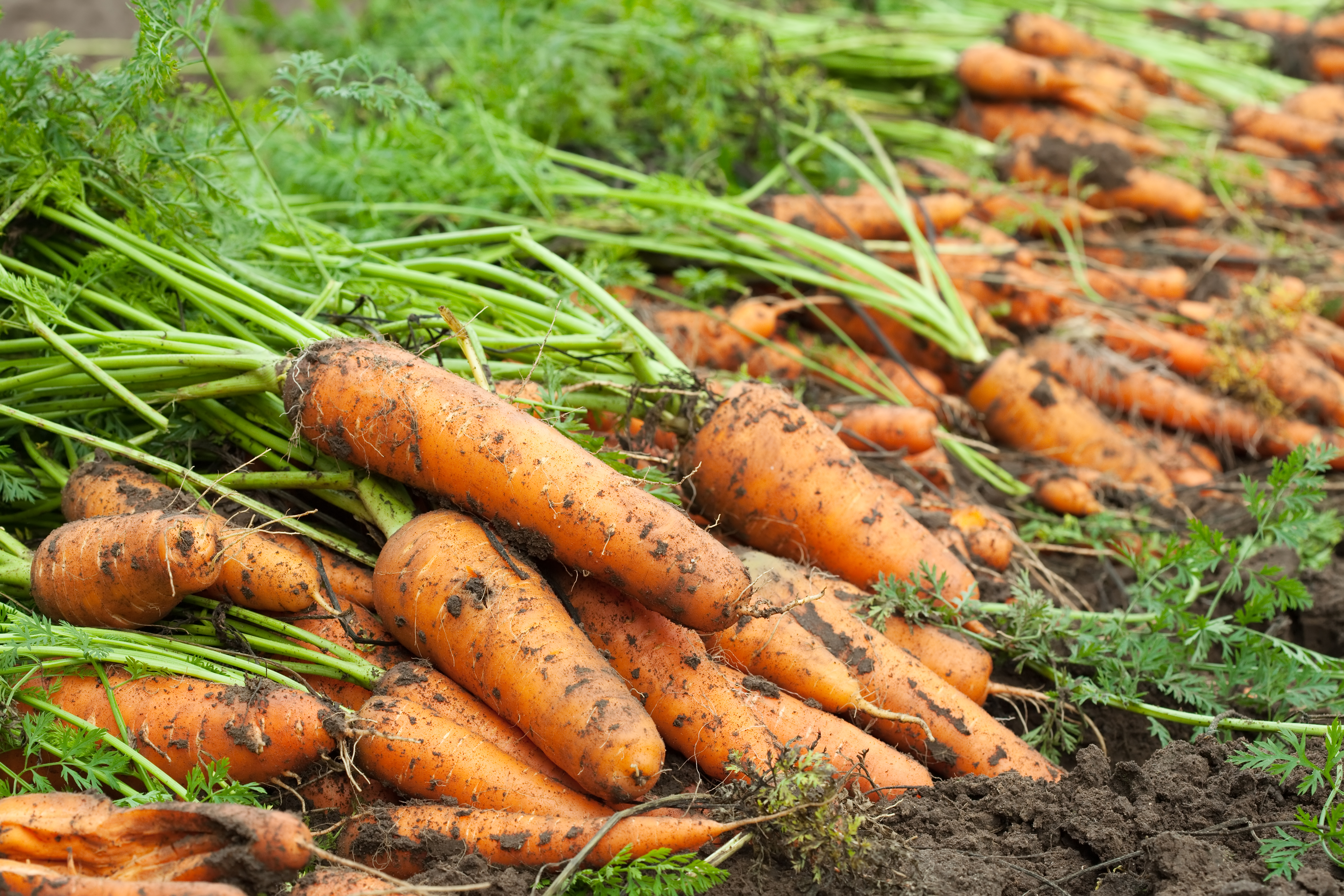 Carrot
